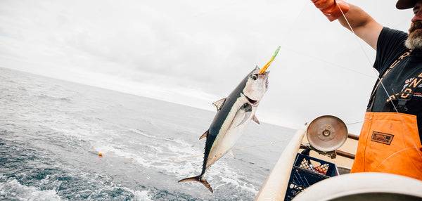 Fisherman catching albacore tuna