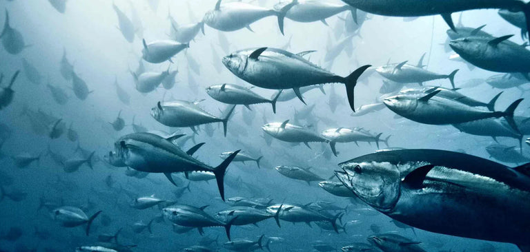 Tuna swimming