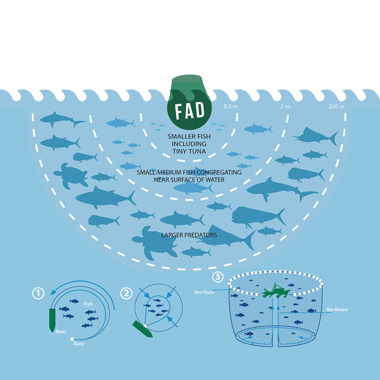 Graphic Representation of of Purse Seines with the use of Fish Aggregate Devices.