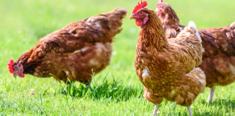 Cage Free Chickens in Greenfields