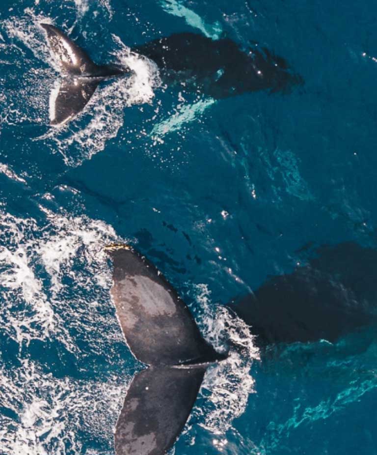 Whale tails breaking the surface of the ocean