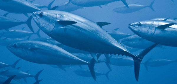 Tuna under water