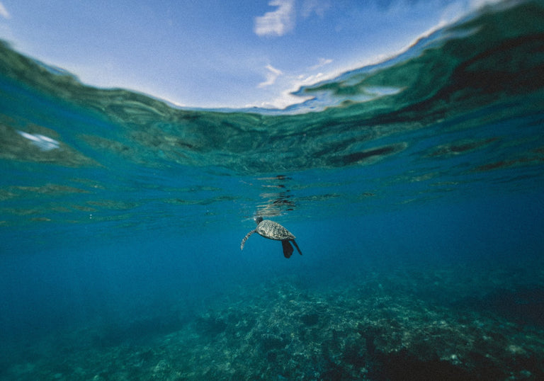 Sea turtle swimming in the ocean