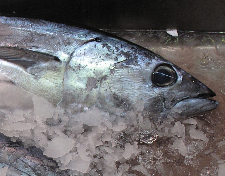 Closeup of tuna on ice