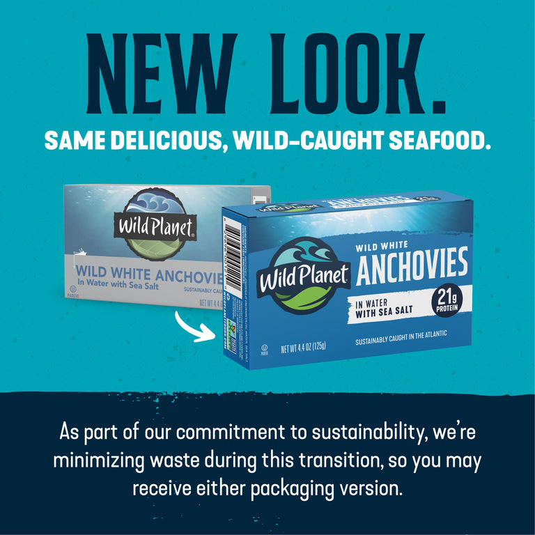 Wild White Anchovies In Water