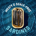 Wild Sardines In Water