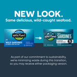 Wild Sardines In Water