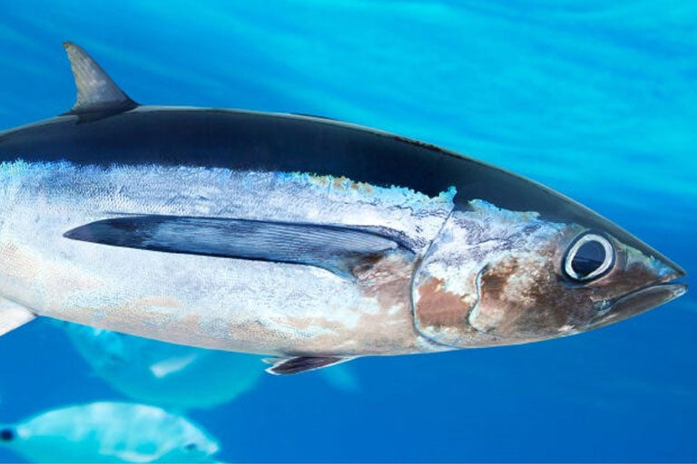 Close up of Albacore tuna fish swimming in water