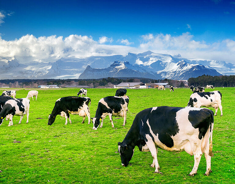 A photo of Cows in a Greenfield with a Mountain and Sky Background
