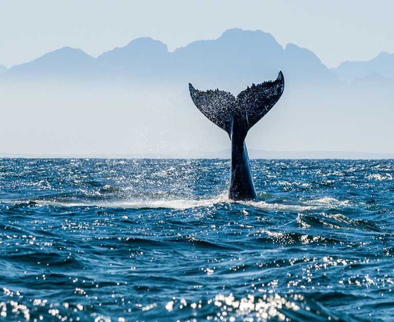 Whale tail emerging from ocean waves