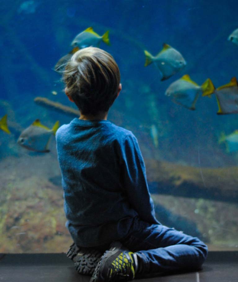 Young boy sitting on the floor watching fish in Monterey Bay Aquarium