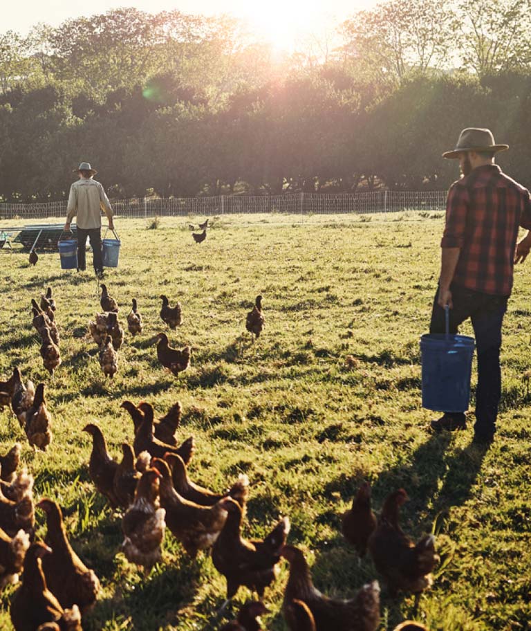 Farmers feeding free-range chickens on a sunny day