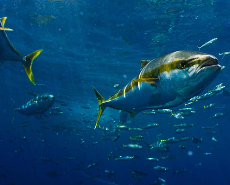 A group of Tuna under the deep blue sea